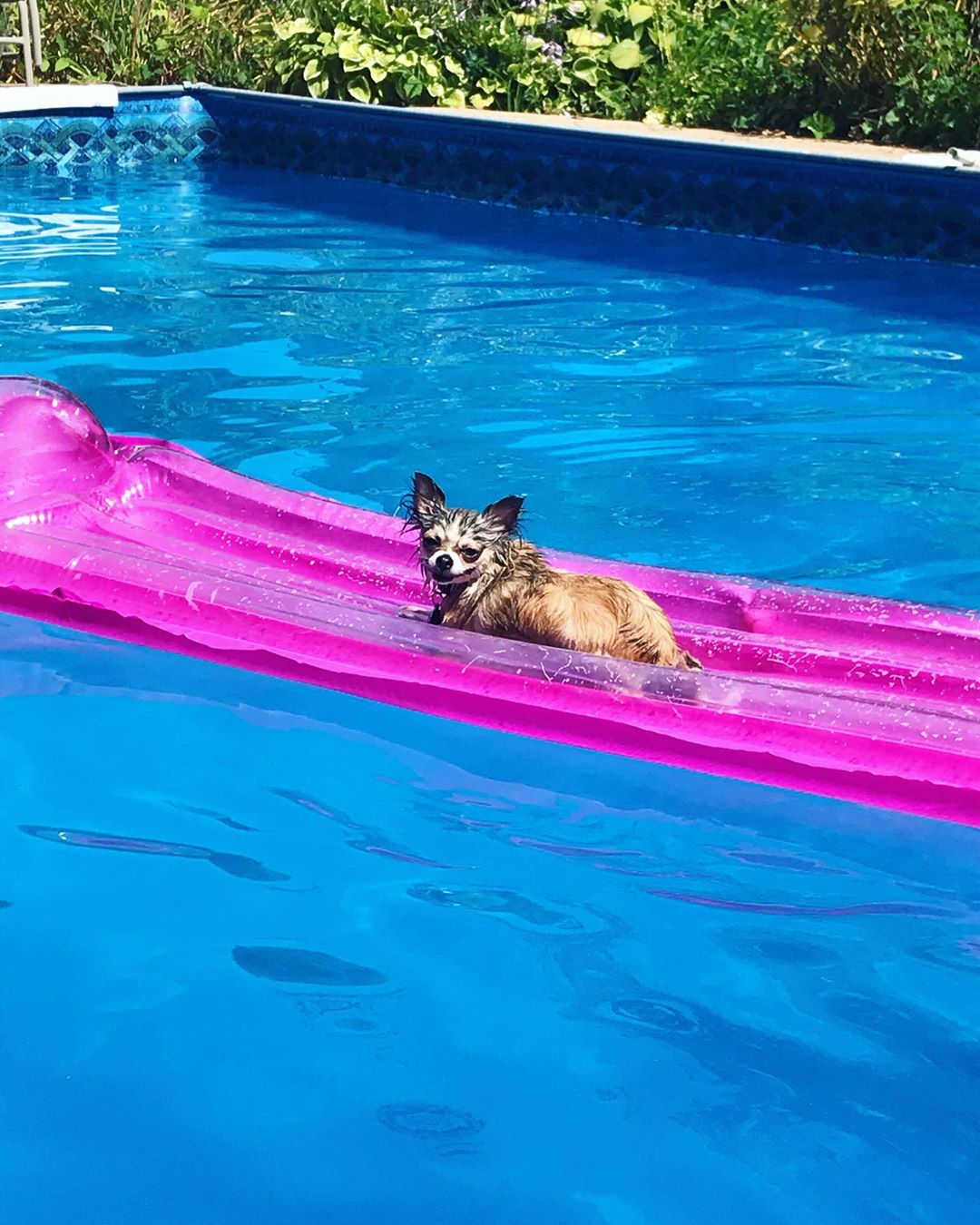 Chihuahua lying down on a be floaties in the pool