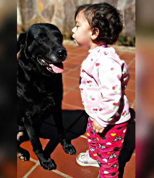 A black Labrador sitting on the floor in front of a kid