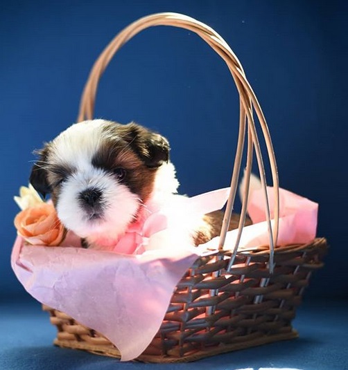 Shih Tzu puppy lying inside the basket