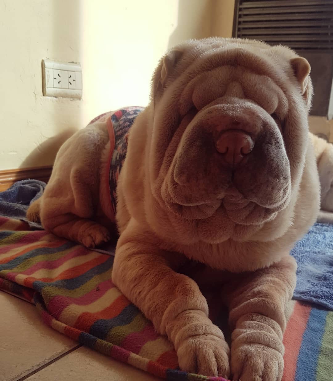 A Shar Pei lying on the bed