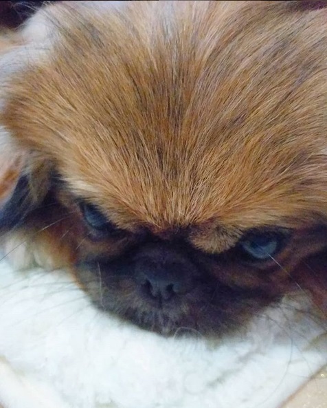 A Pekingese lying on top of the towel