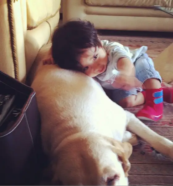 A yellow Labrador lying on the floor with a little boy leaning on his back