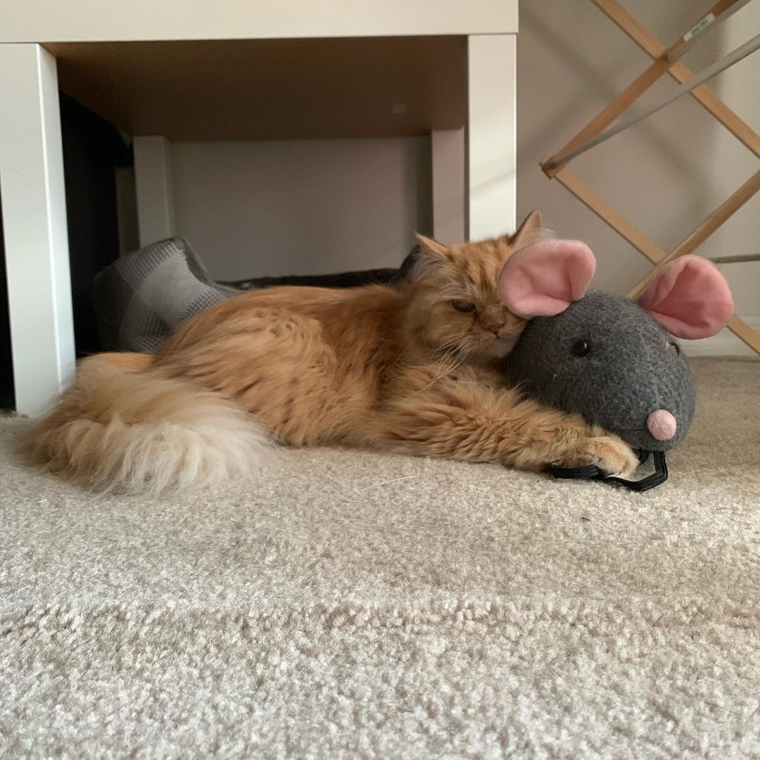 A yellow Persian Cat lying on the floor while hugging its mouse stuffed toy