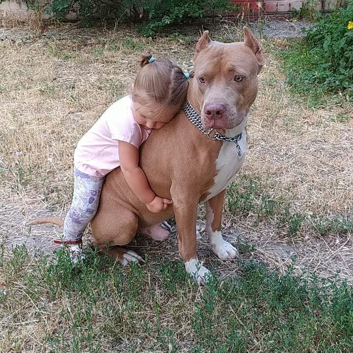 Pit Bull sitting on the grass while a baby girl is hugging him from behind