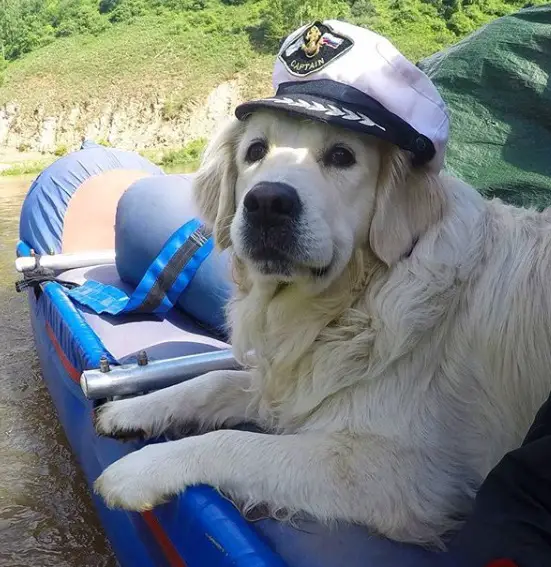 A Golden Retriever lying on the boat while waiting a captain's hat