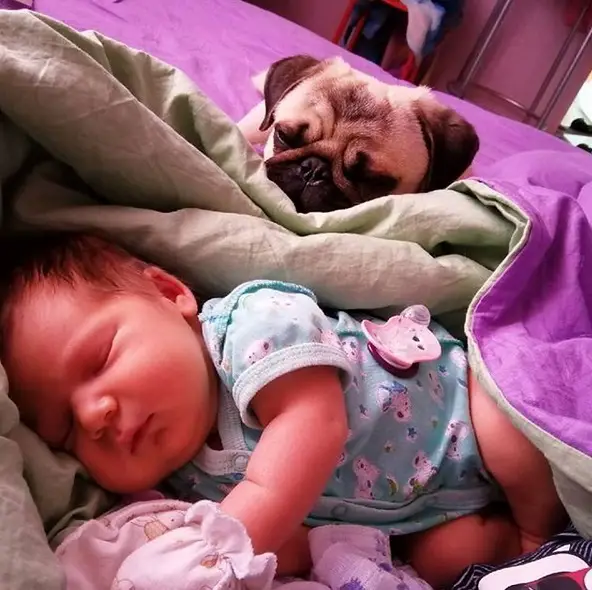 A pug lying beside a sleeping baby on the bed