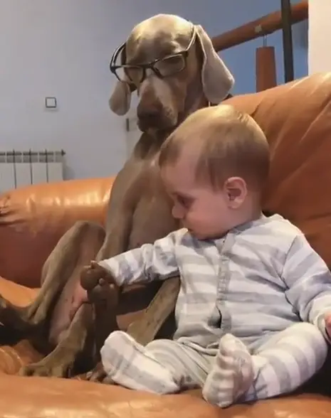 A Weimaraner sitting on the couch wearing glasses while looking at the kids hand holding his front leg