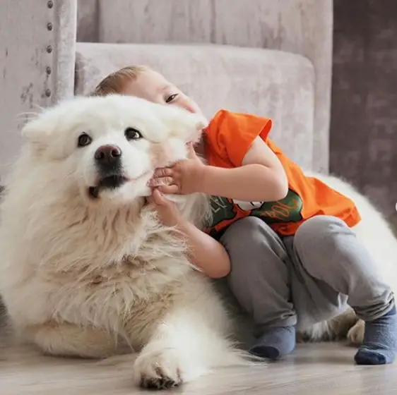 A Samoyed lying on the floor with a kid leaning beside him