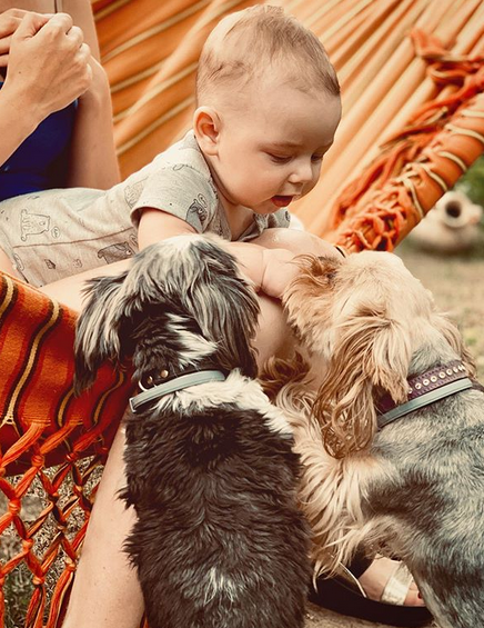 A Yorkshire Terrier in a hammock while two Yorkshire Terrier is under him