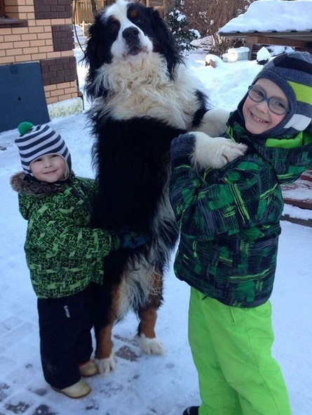 A large Bernese Mountain Dog standing up in between two boys