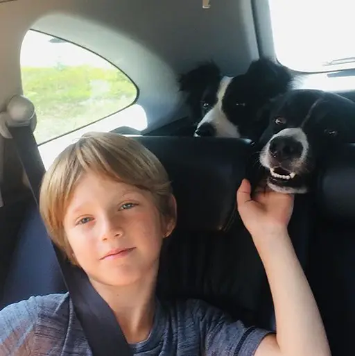 A kid sitting in the backyard with two Border Collies in the car trunk