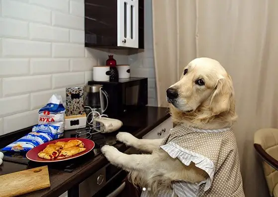 Golden Retriever standing against the table top with food while wearing a cute daster