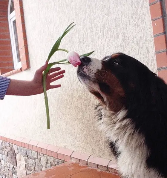 A Bernese Mountain Dog smelling the tulip flower being held by a kid standing in front of him