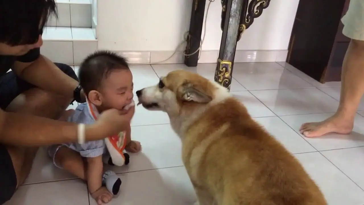 A Corgi sitting on the floor while trying to lick the food being fed to the baby in front of him
