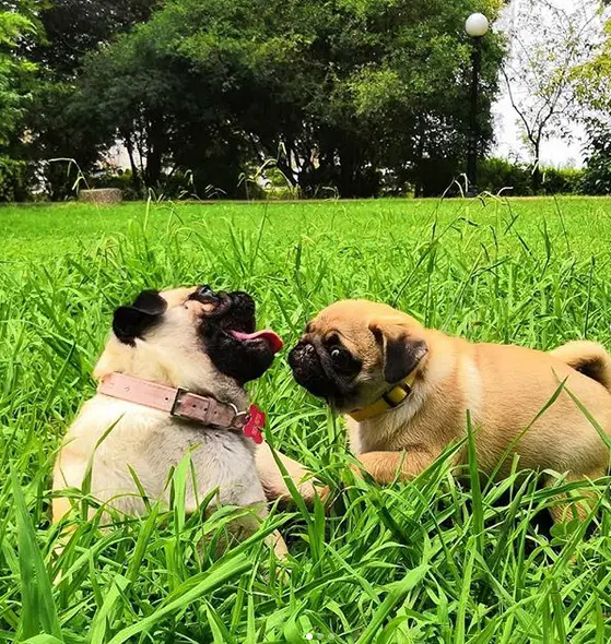 two Pugs playing with each other on the green grass