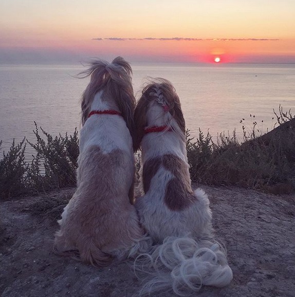 two Shih Tzus sitting on their back on top of the mountain while looking at the sunset