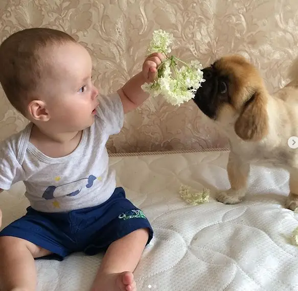 a kid sitting on a mattress and holding a flower while a Pekingese is eating it