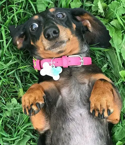 A Dachshund wearing a pink collar while lying on the grass