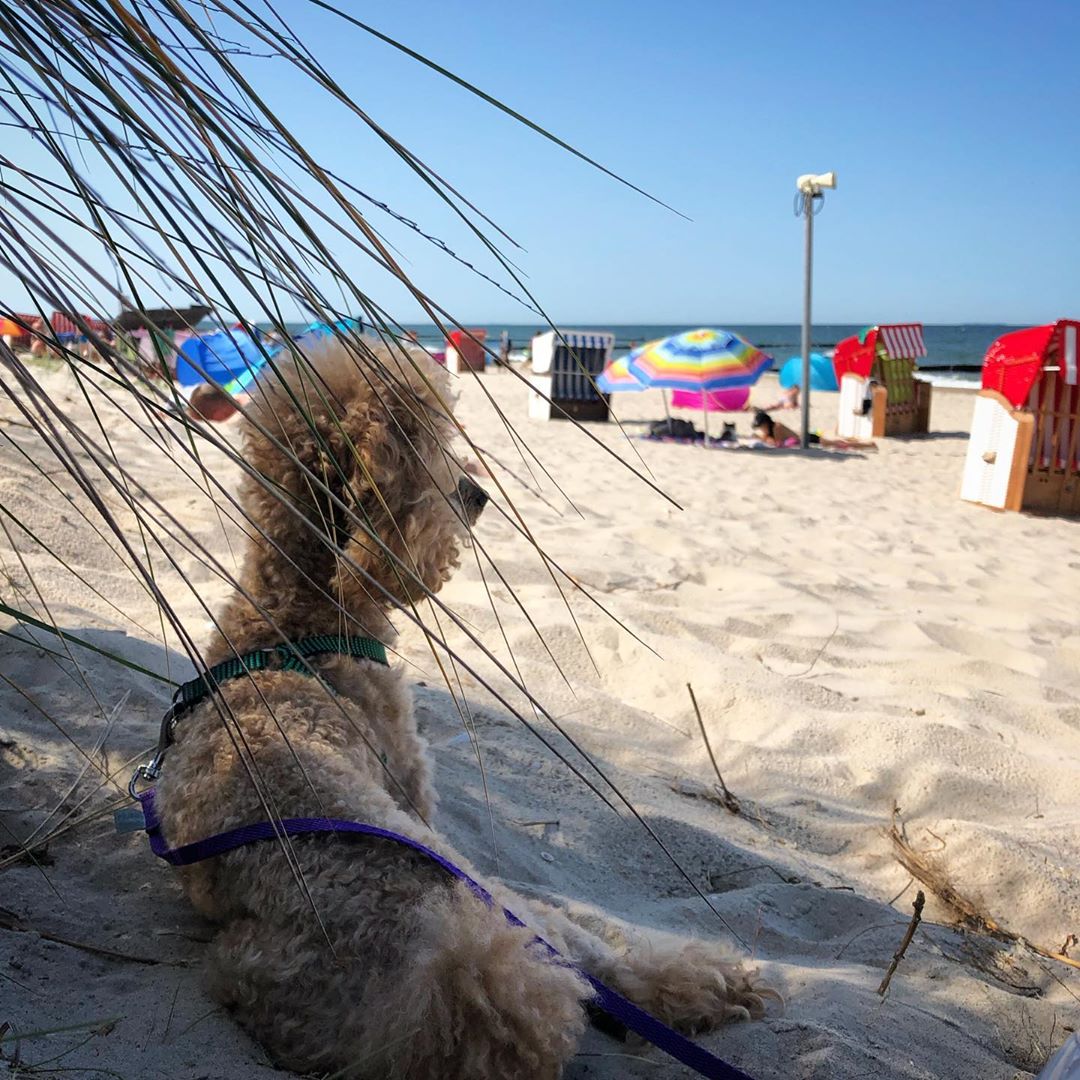 A Poodle lying in the sand at the beach