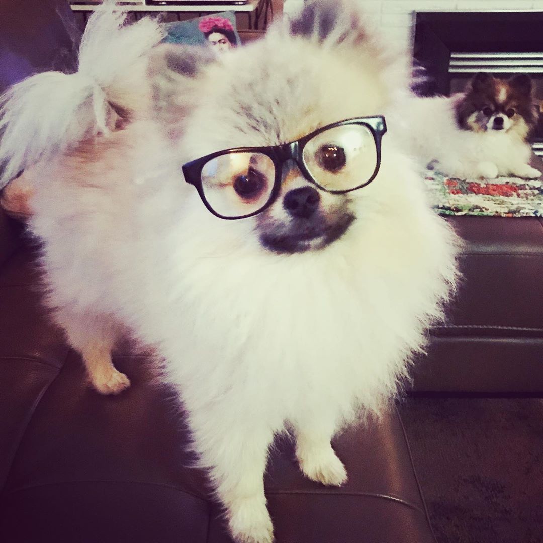 A Pomeranian wearing glasses while standing on top of the couch