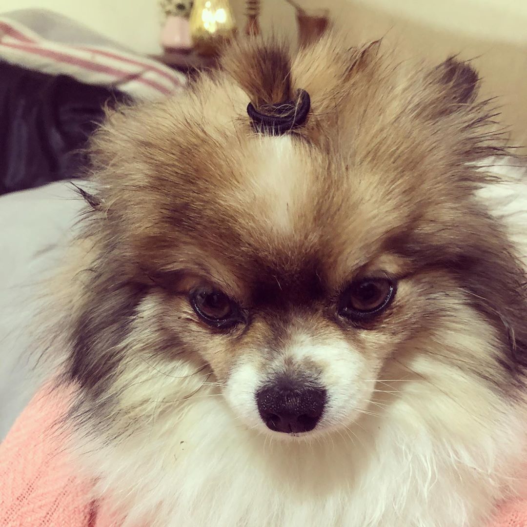 A Pomeranian with a pony tail on top of its head