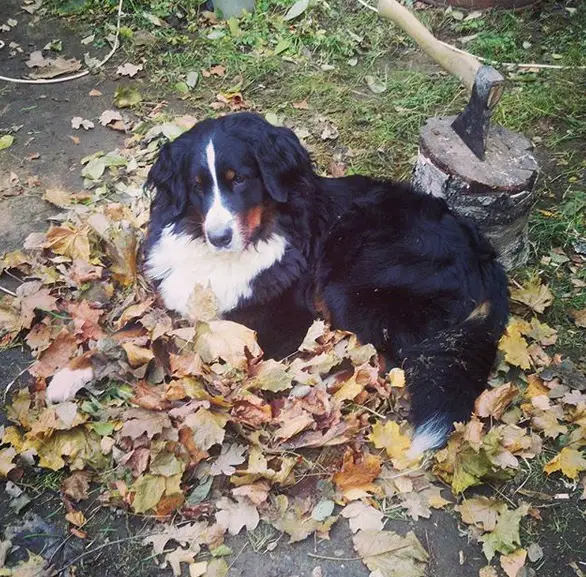 A Bernese Mountain puppy lying in the pile of dried leaves