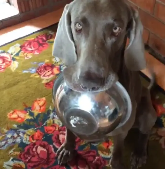 A Weimaraner sitting on the floor with a bowl in its mouth
