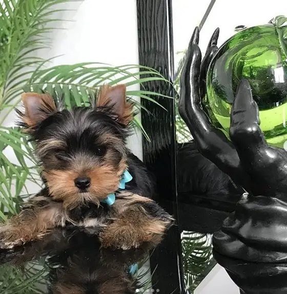 A Yorkshire Terrier lying on the glass table next to the plants and a figurine