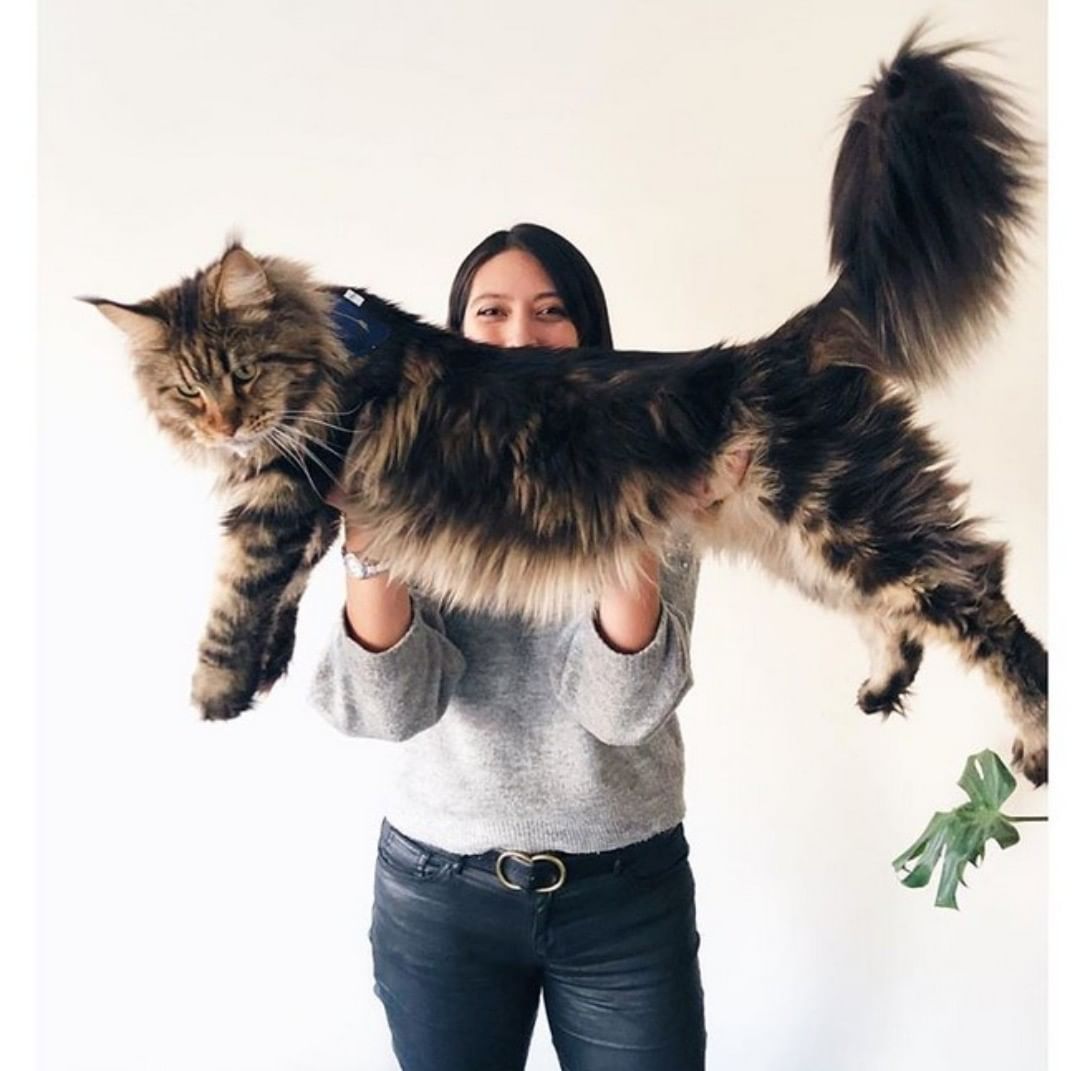 girl holding up a huge Maine Coon cat