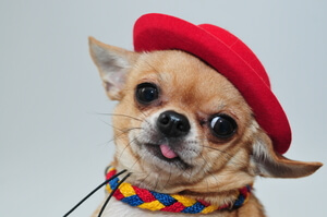 Chihuahua wearing a red hat and colorful collar