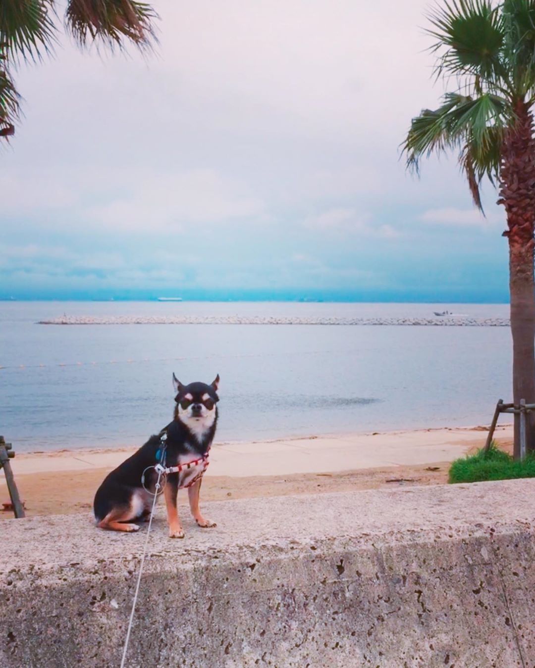 Chihuahua sitting on top of the concrete wall by the beach