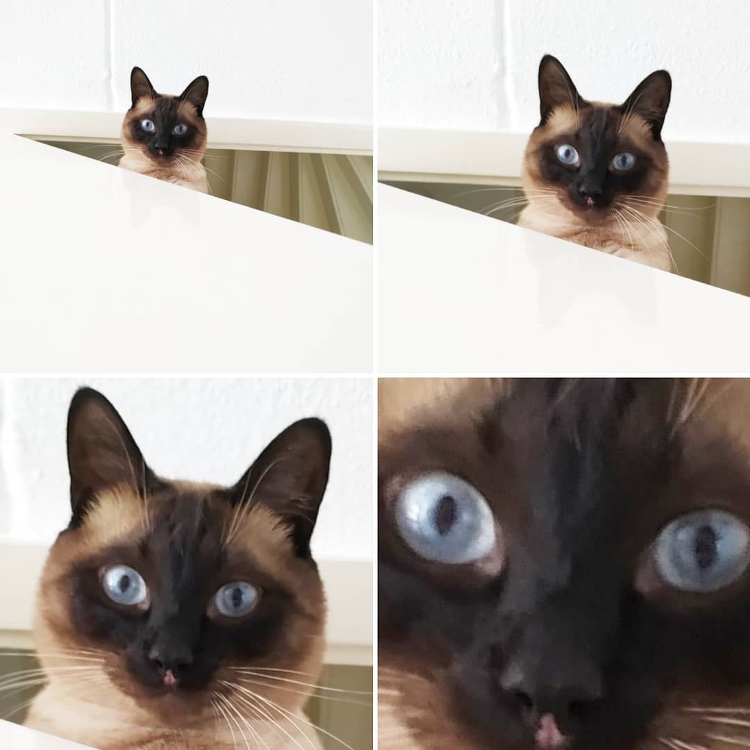 collage photo of a curious Siamese Cat