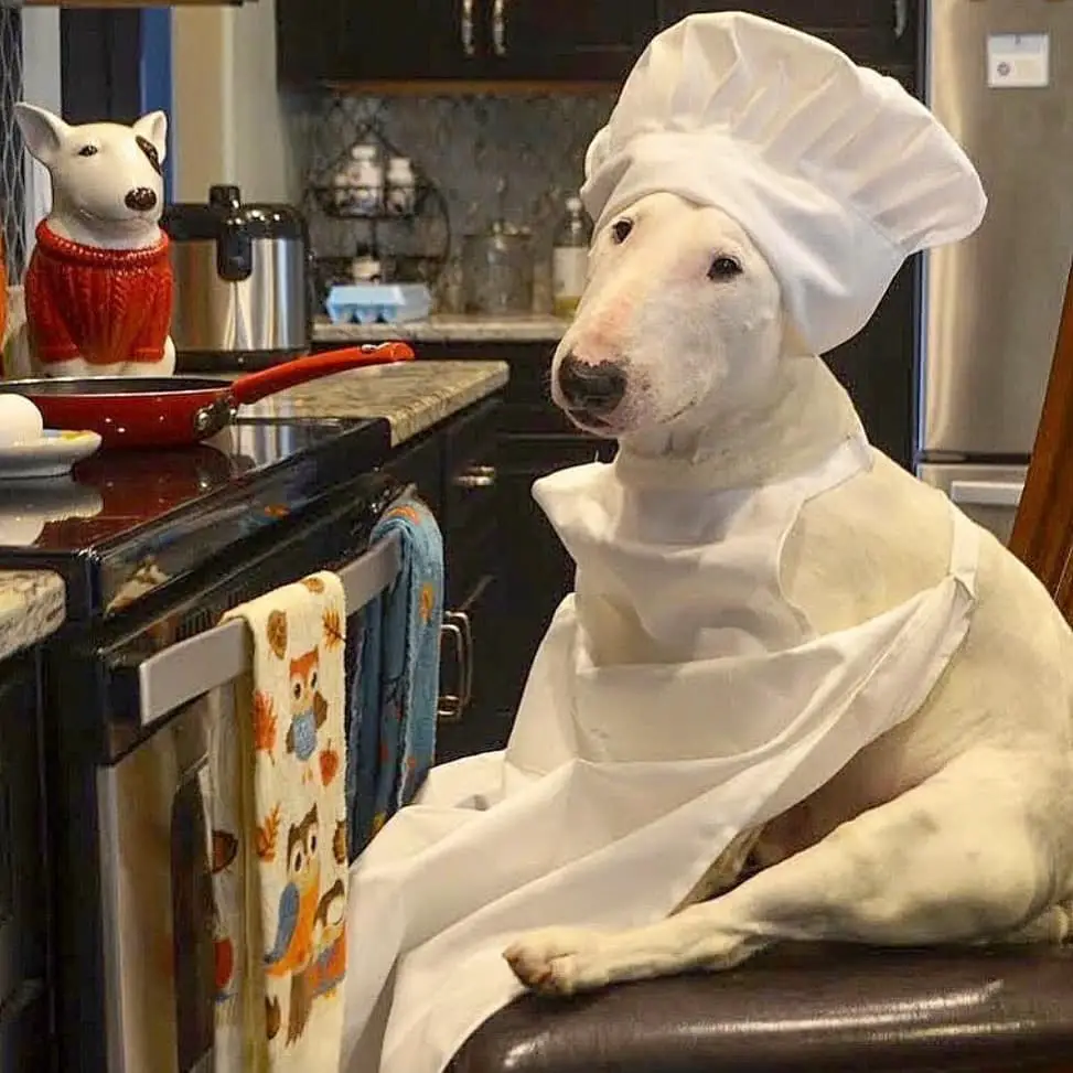 A Bull Terrier in a chef costume while sitting on the chair in front of the counter top