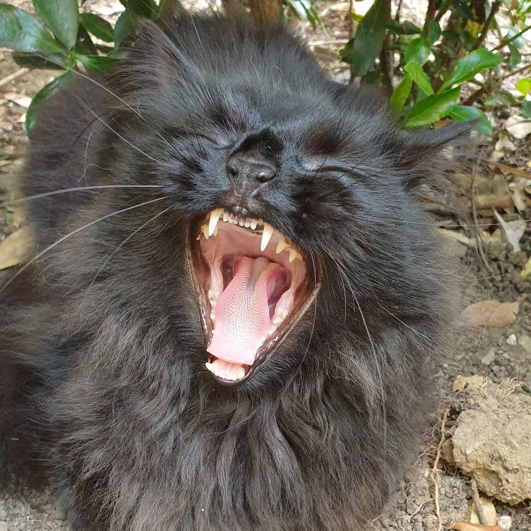 yawning Maine Coon Cat in the garden