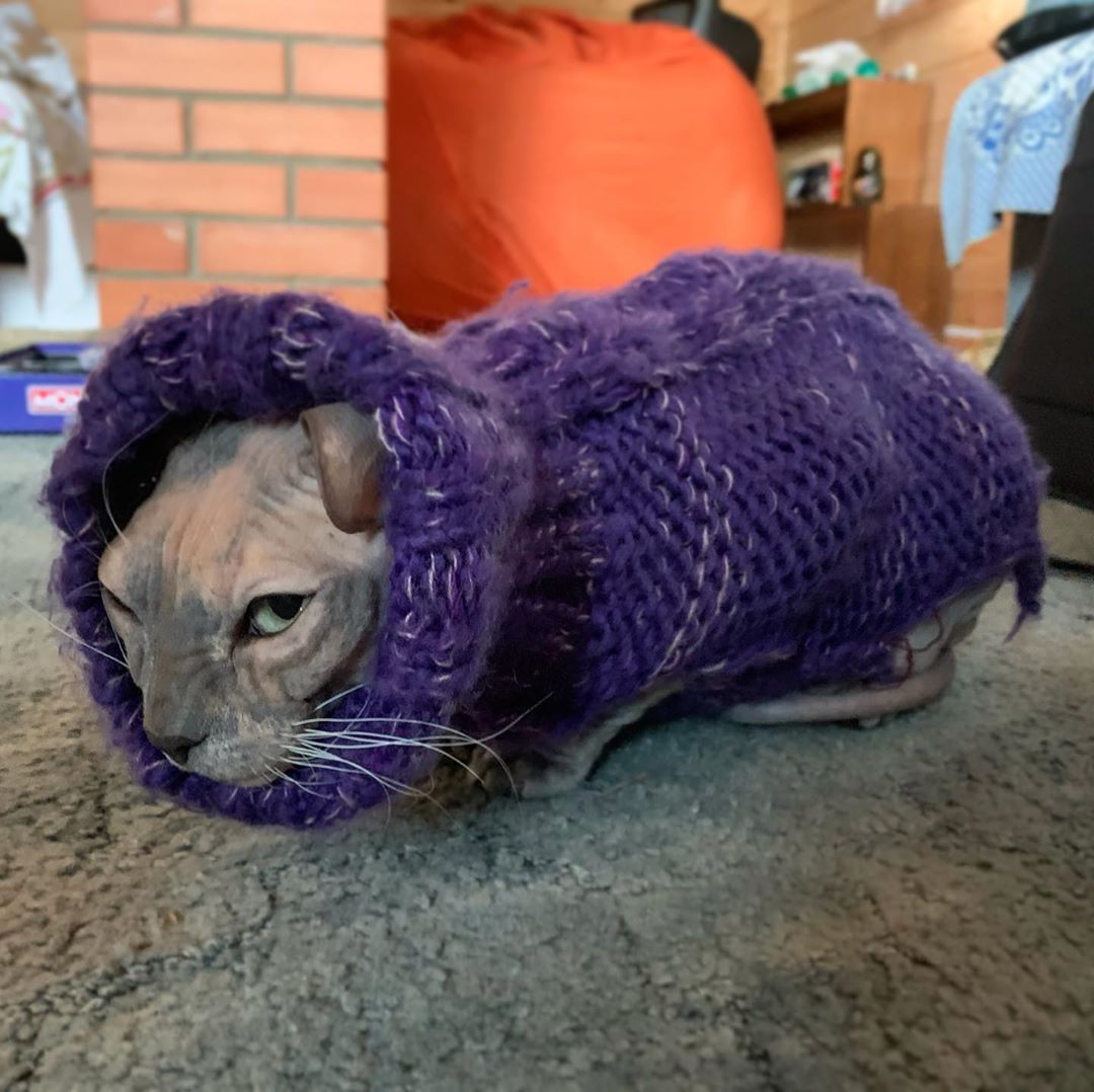 Sphynx Cat wearing an oversized purple crocheted sweater