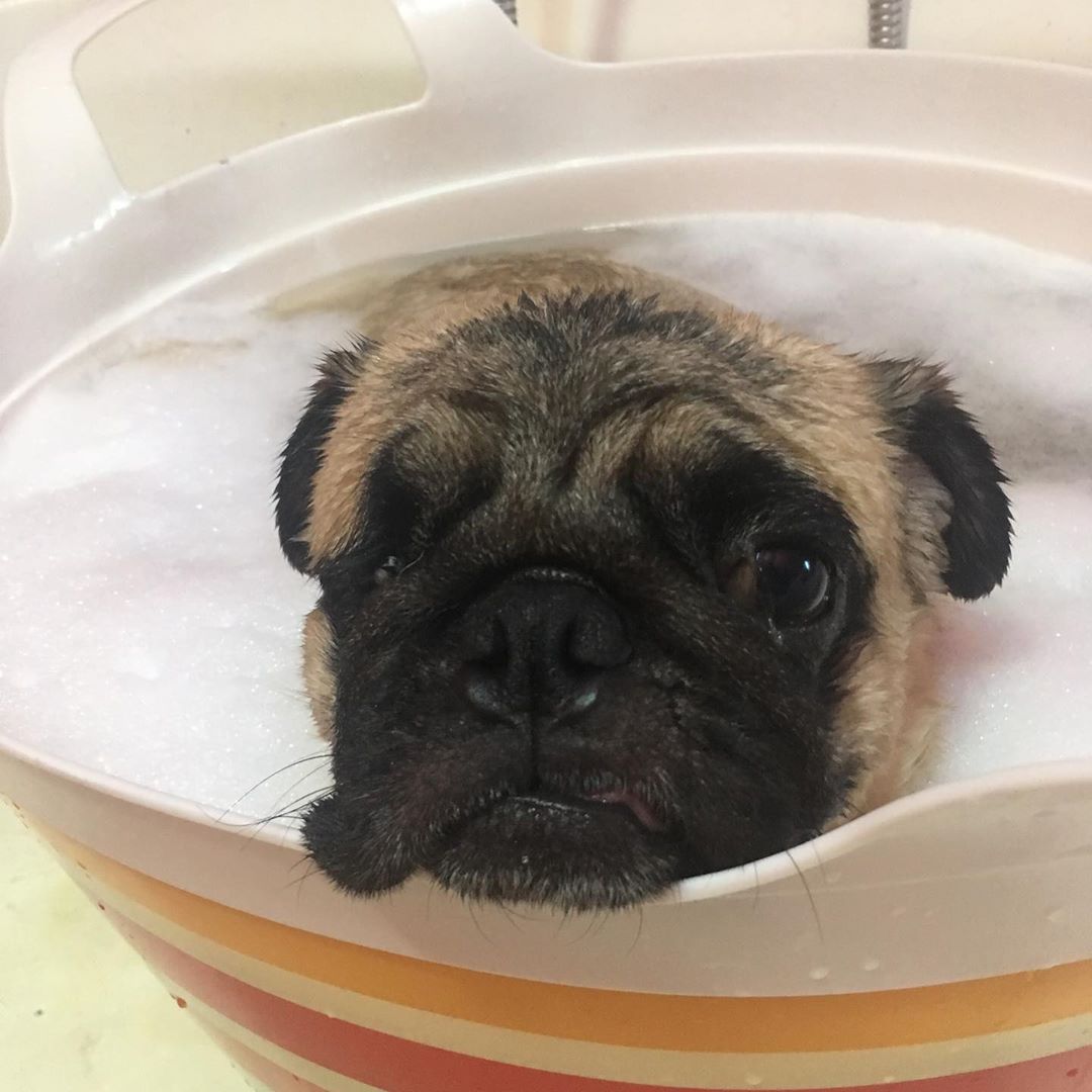 A Pug in the water inside the bucket while staring with its sad face