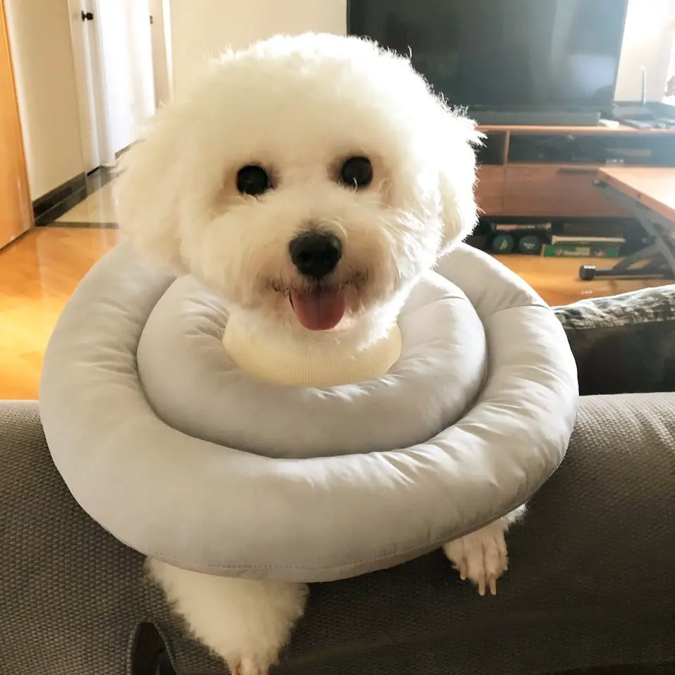 Bichon Frise on the couch wearing a ring pillow around its neck while sticking its tongue out
