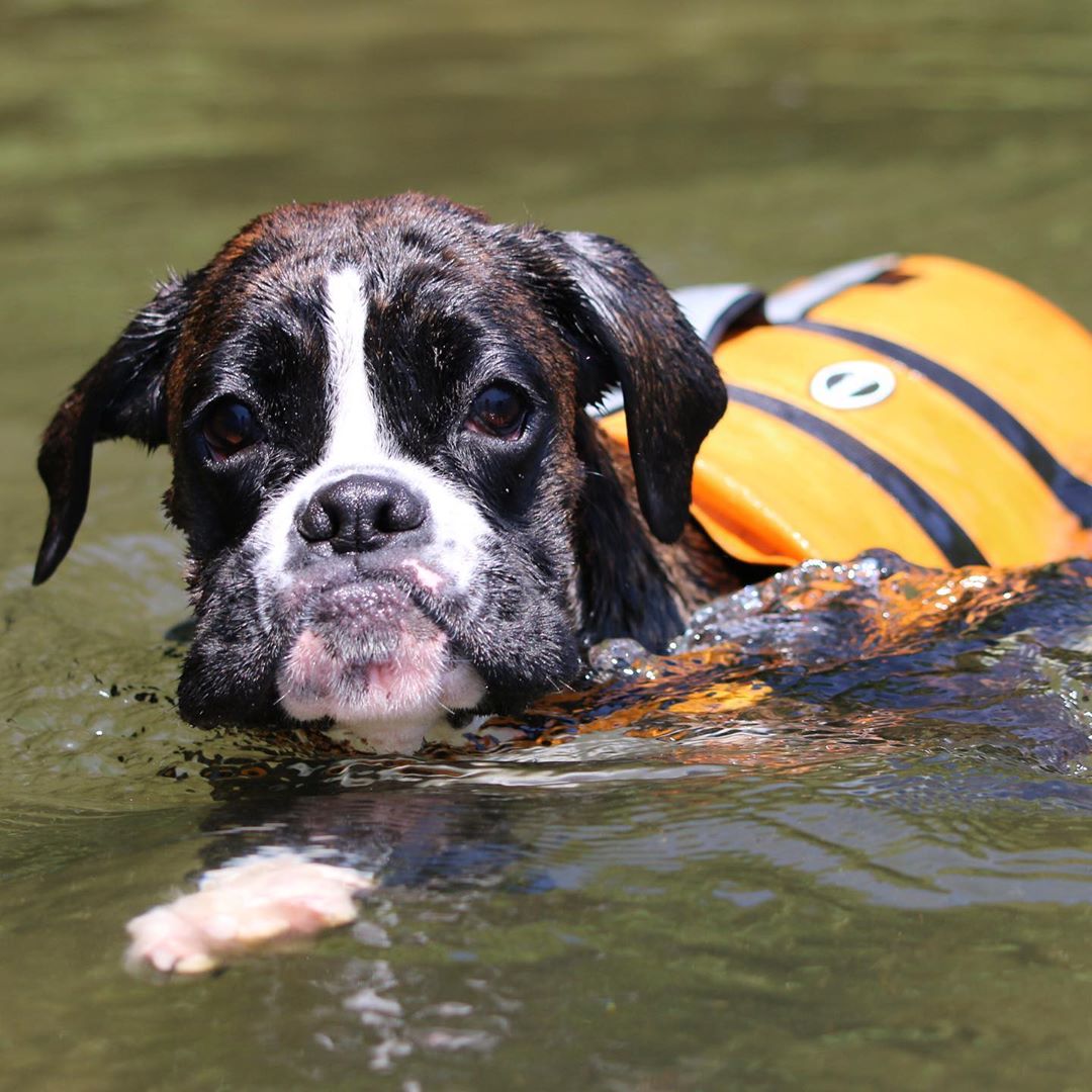 A Boxer puppy wearing a life vest while smiling in the water