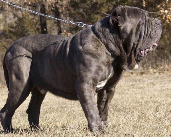 A Neapolitan Mastiff standing on the grass under the sun