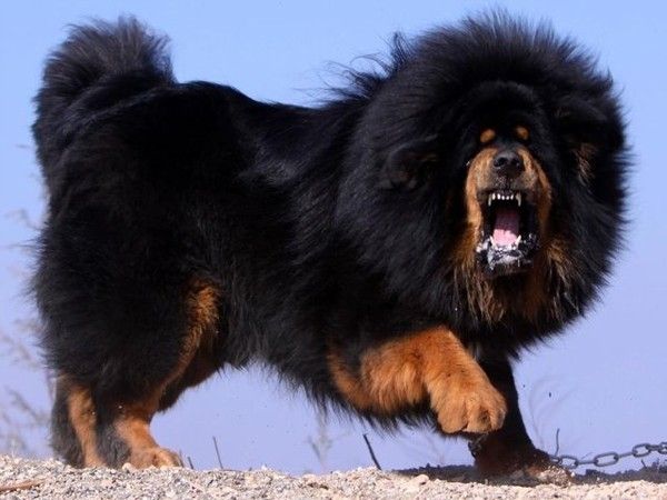 An angry Tibetan Mastiff