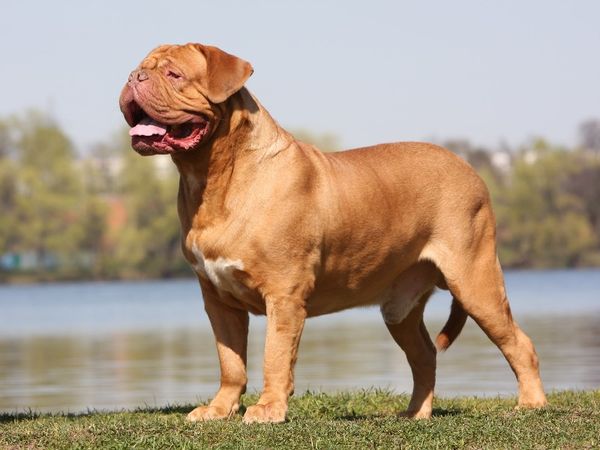 A Japanese Mastiff standing by the lake