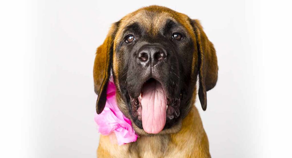 Gentle Giant Mastiff puppy wearing a pink floral around its neck with its mouth open in O-shape while sticking its tongue out