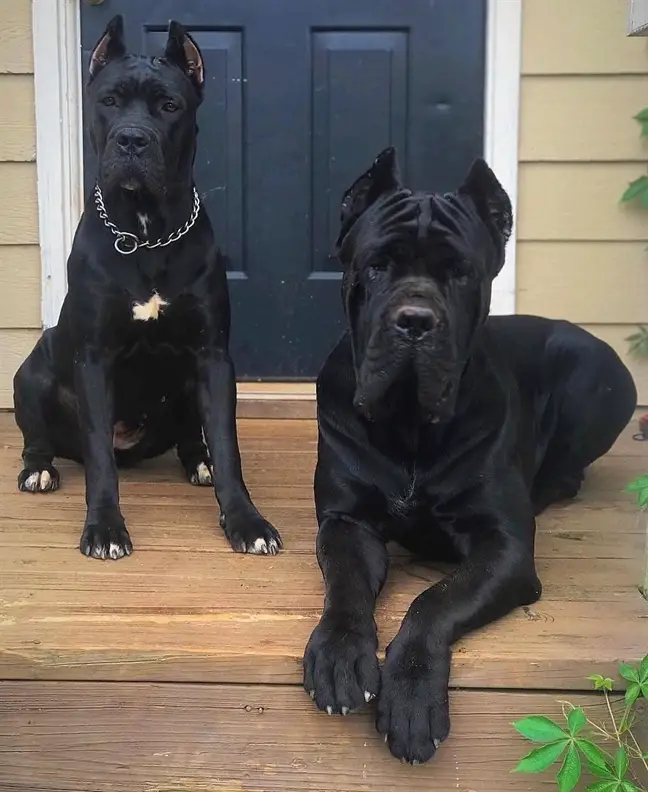 two black Mastiff in the front porch