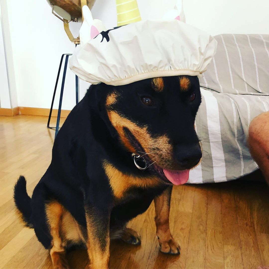Rottweiler wearing a shower cap while sitting on the floor