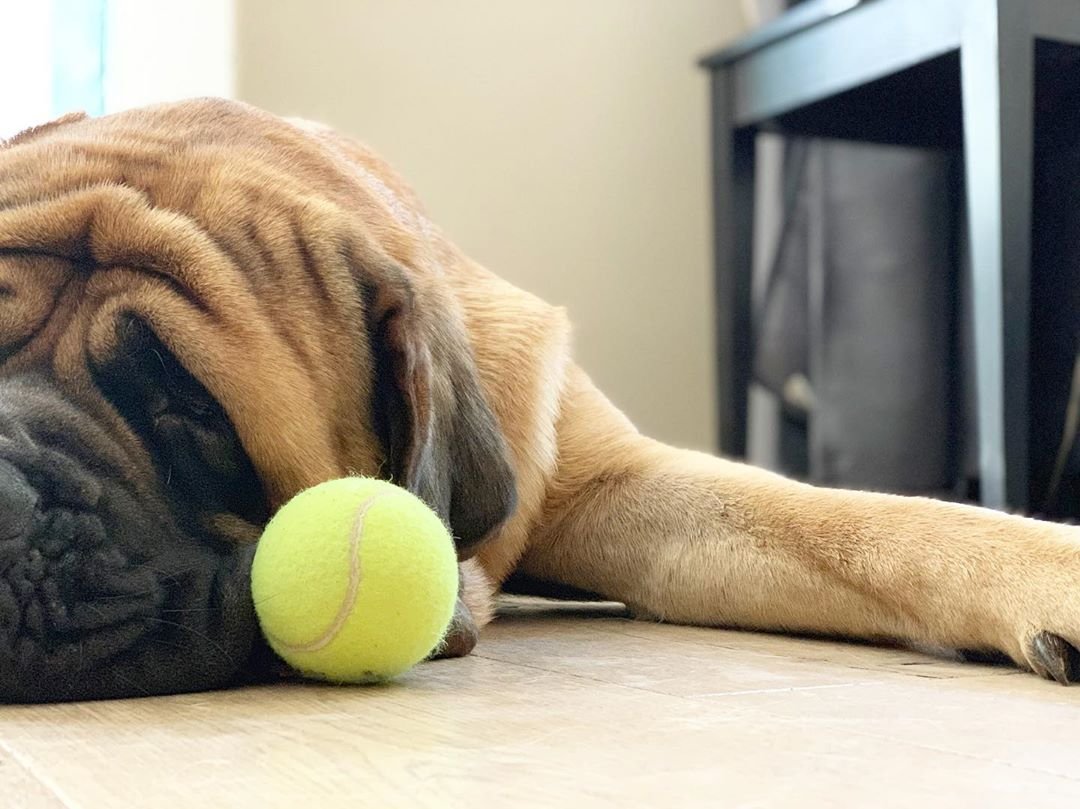 A Mastiff sleeping on the floor with its tennis ball