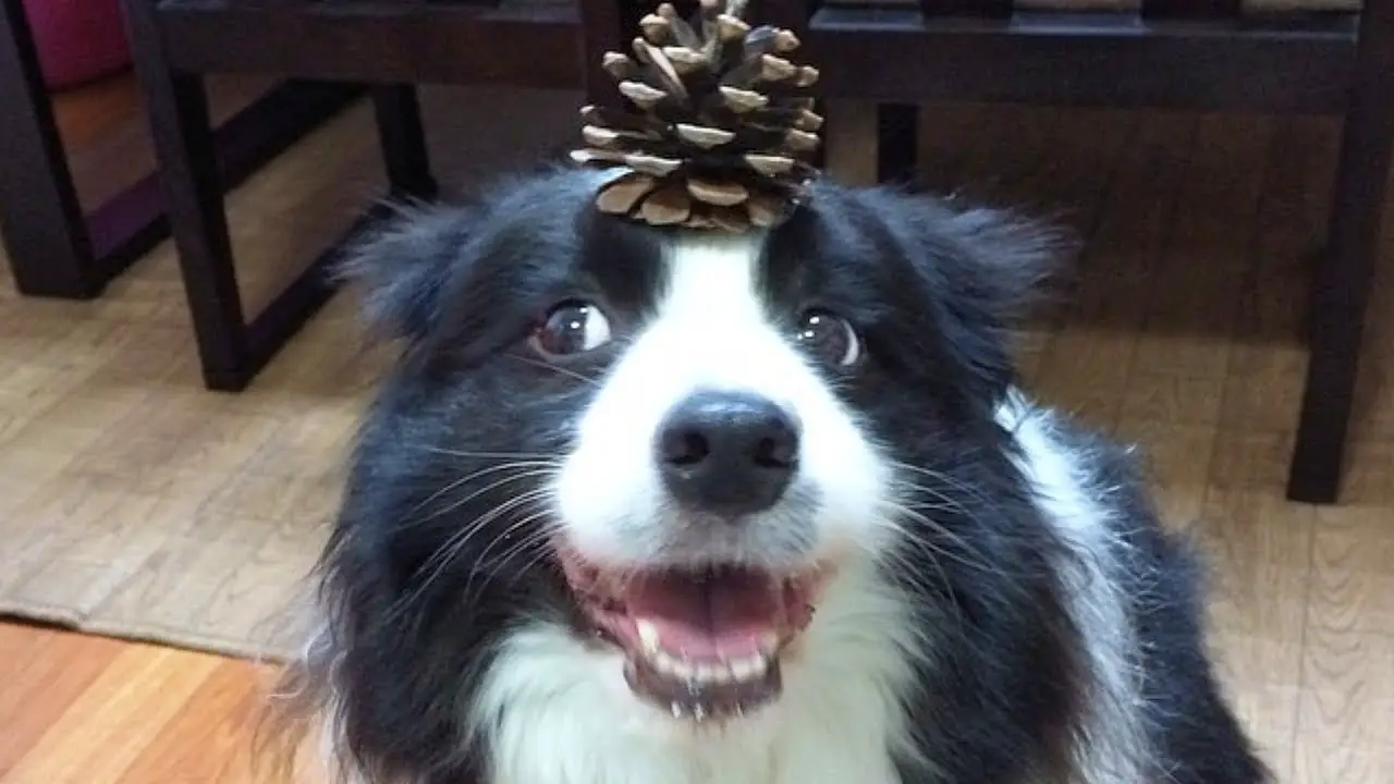 smiling Border Collie with a pinecone on top of its head