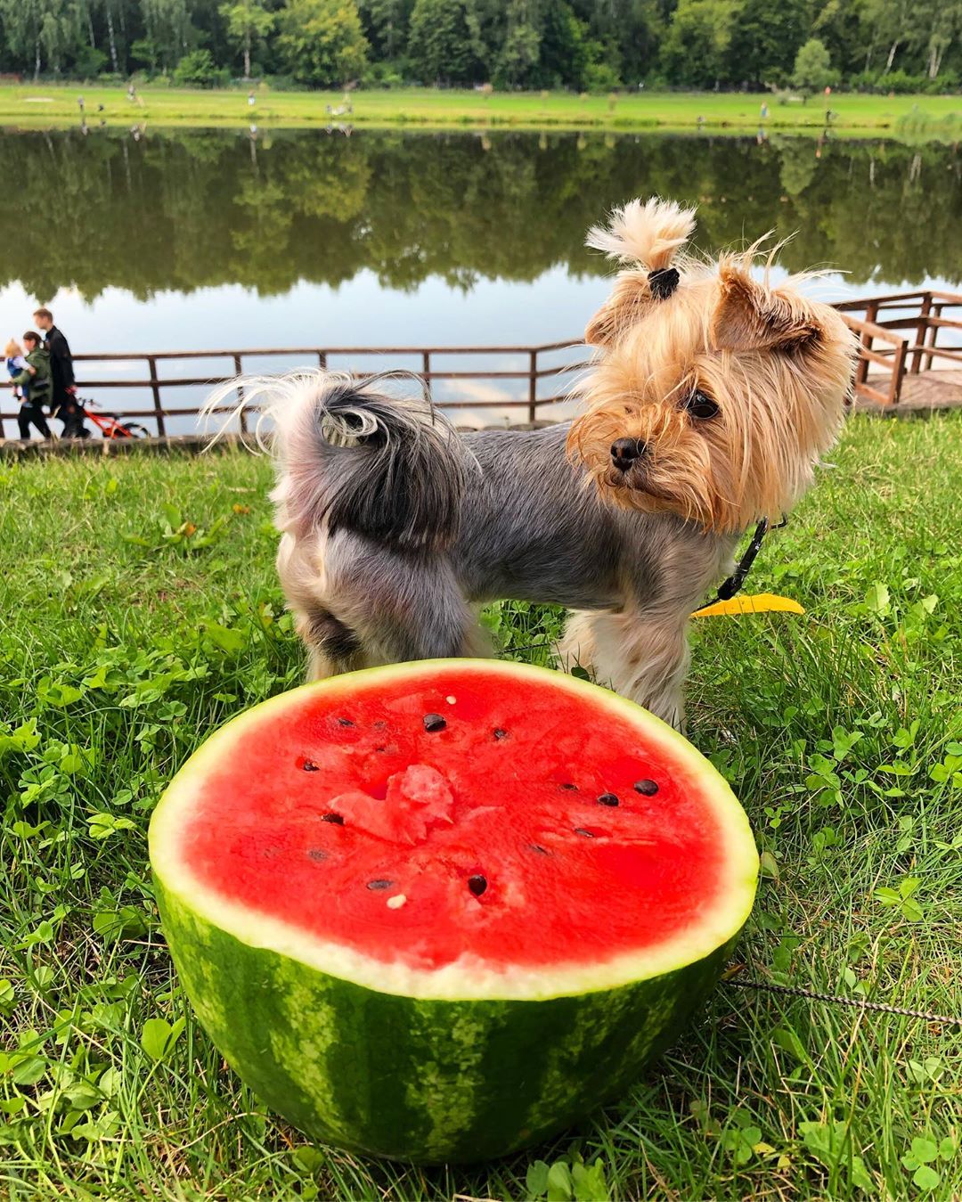 A Yorkshire Terrier standing by the lake behind a sliced watermelon