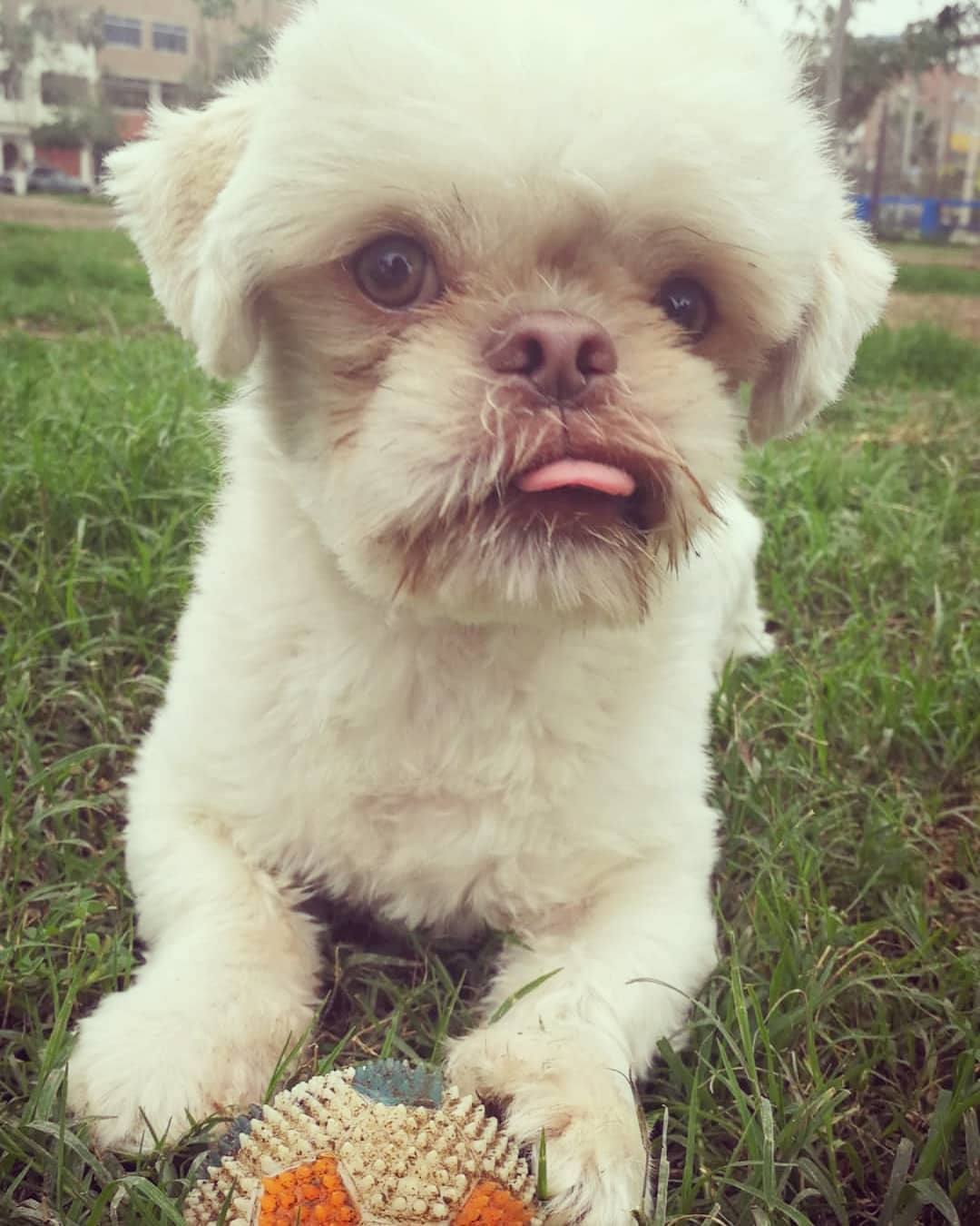 Shih Tzu lying on the grass with a ball in front of him
