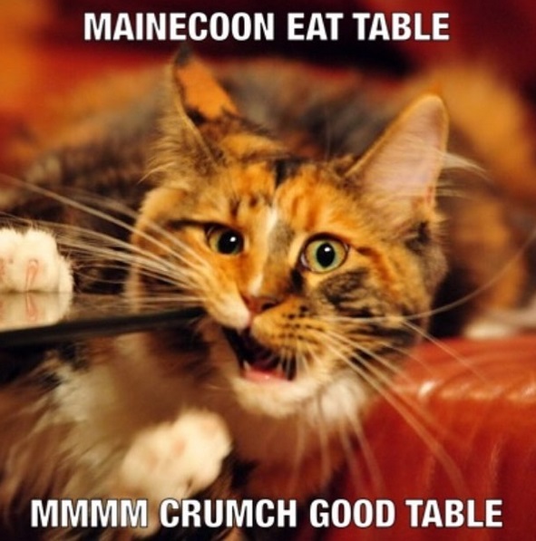 photo of a Maine Coon eating the end of the table and with text - maincoon eat table mmm crumch good table