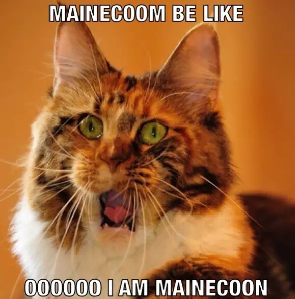 photo of a Maine Coon meaowing and with text - Maine Coon be like Oooo I am Maine Coon